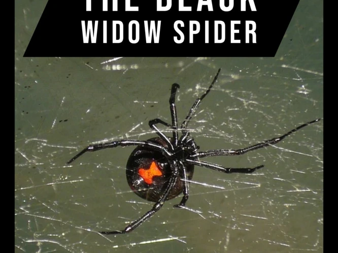 Evolutionary History Of Black Widow Spiders