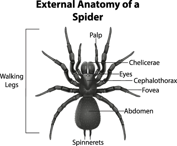 External Anatomy