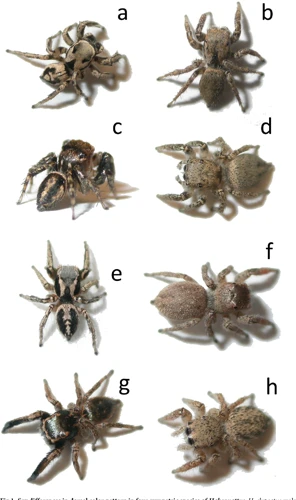 Factors Influencing Coloration