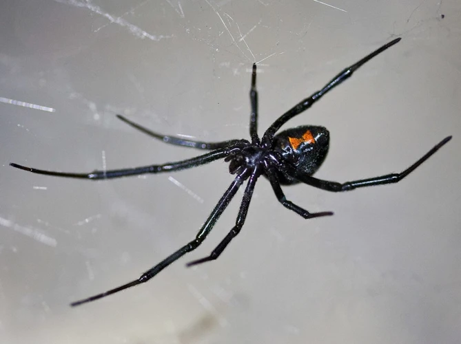 Factors That Affect Humidity In Black Widow Spiders' Habitat