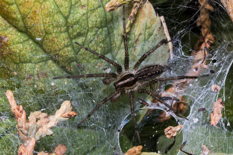 Factors That Attract Wolf Spiders