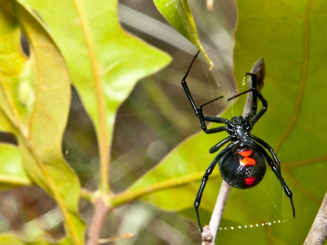 Feeding Behavior In The Wild