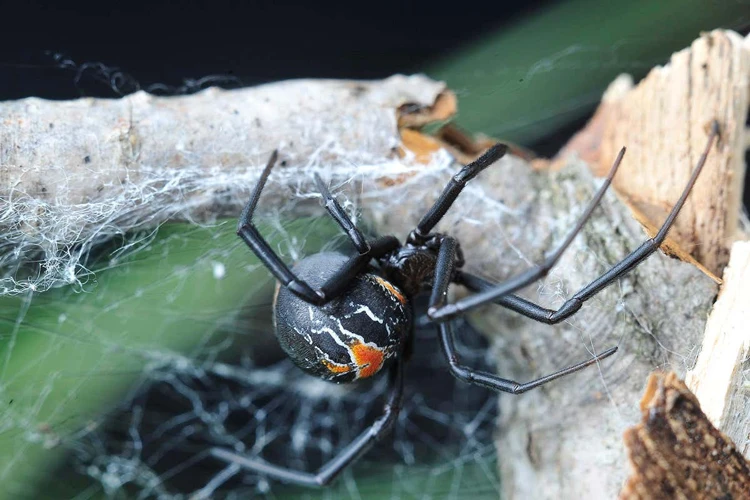 Female Black Widow Sperm Storage