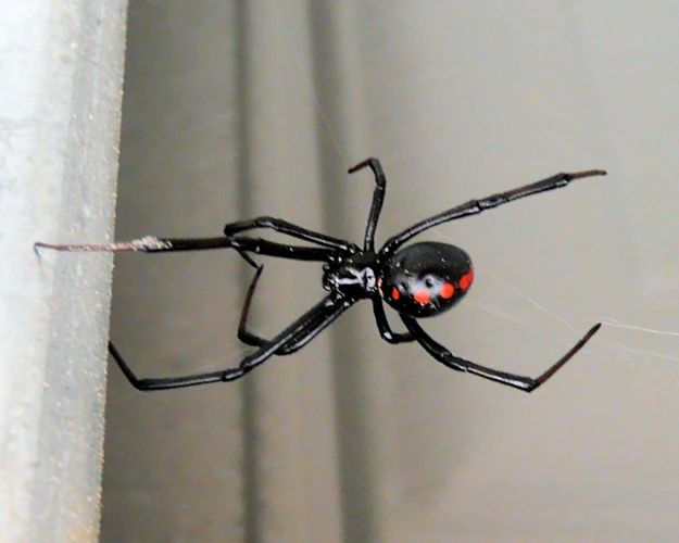 Firewood And Black Widow Spiders