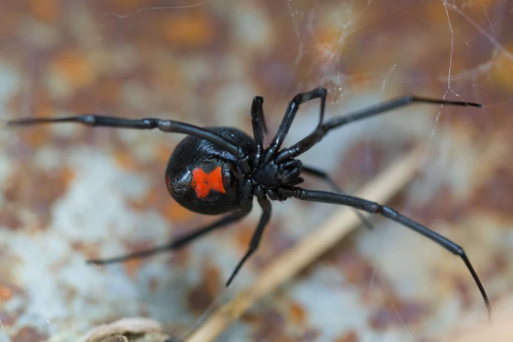 Floods And Black Widow Spider Populations