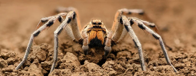 Food Sources Of Wolf Spiders