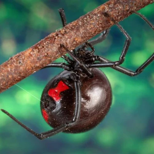 Function Of The Black Widow Spider'S Mouth