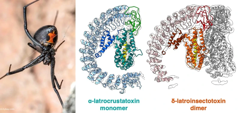Future Medical Applications Of Black Widow Spider Venom