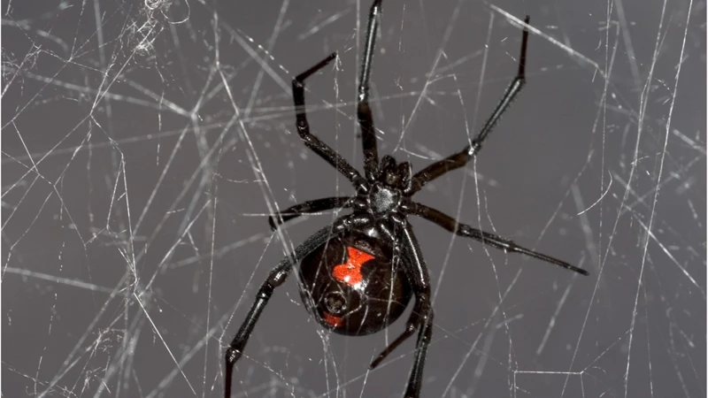 Genetic Makeup Of Black Widow Spiders