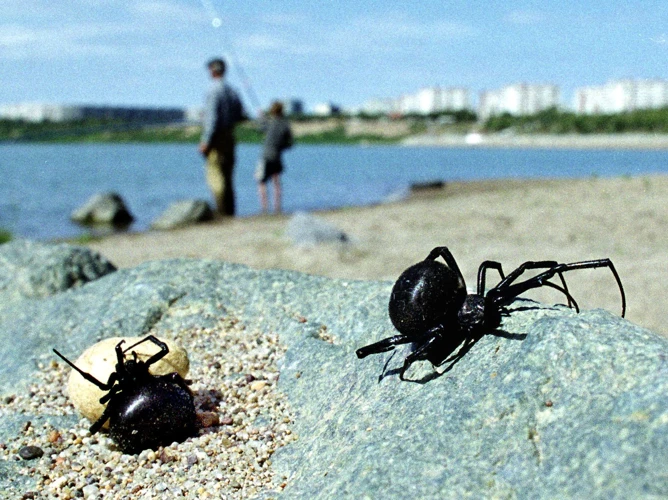 Global Distribution Of Black Widow Spiders