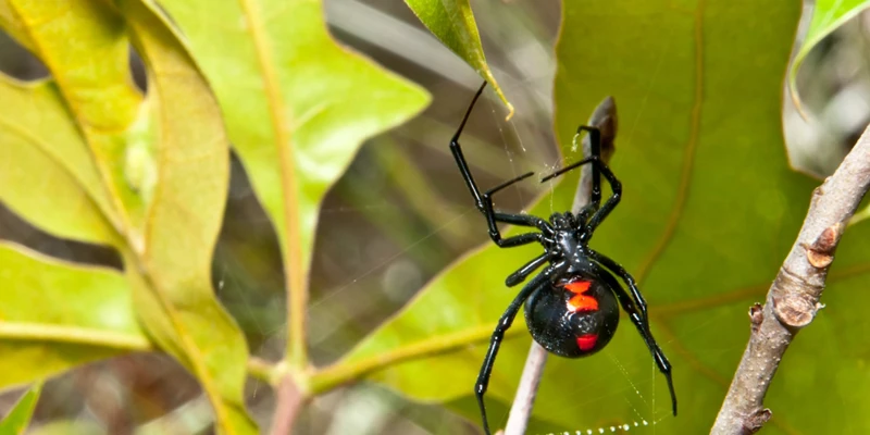 Habitat Effect On Female Black Widow Spiders