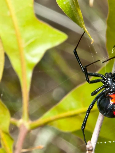 Identifying Common Habitats of Female vs. Male Black Widow Spiders