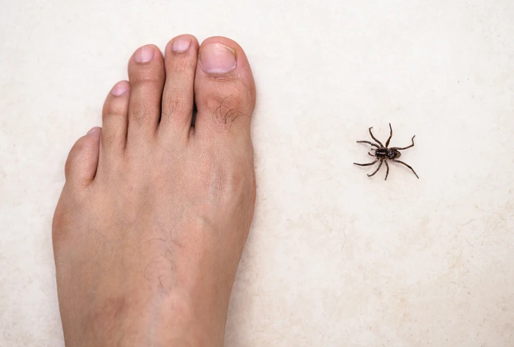 Herbal Remedies For Black Widow Spider Bite Relief