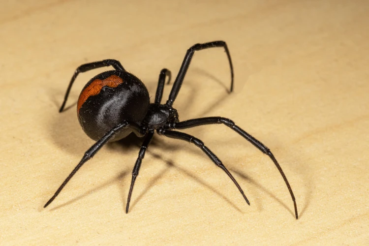 Hiring A Professional Black Widow Spider Exterminator