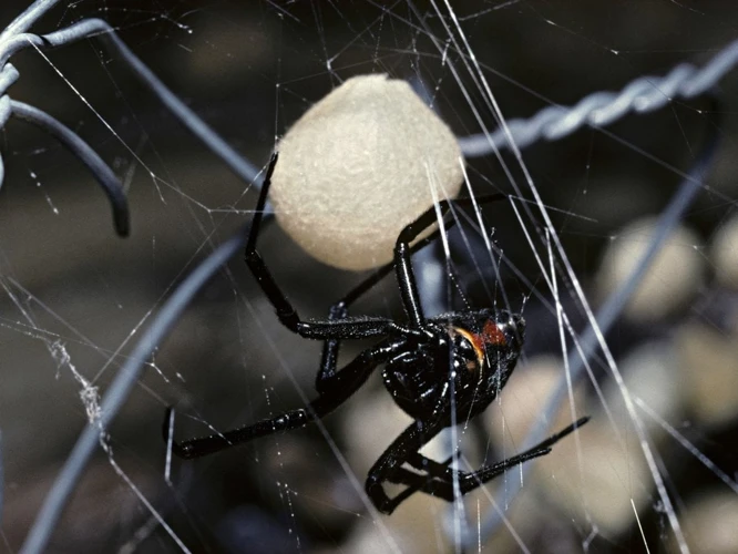 History Of Black Widow Spider Eggs Research