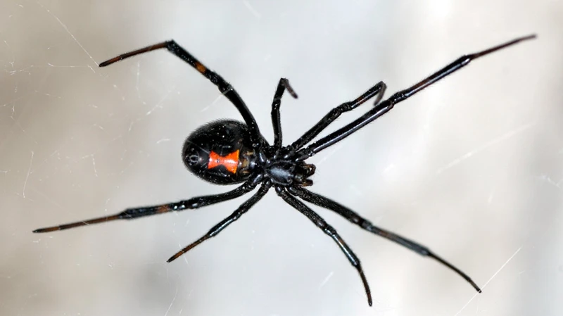 Home Remedies For Black Widow Spider Bite Relief