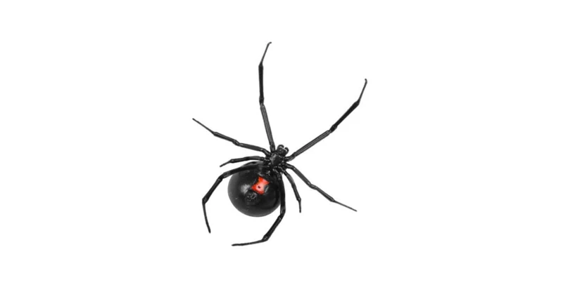 How Air Sealing Helps Prevent Black Widow Spiders