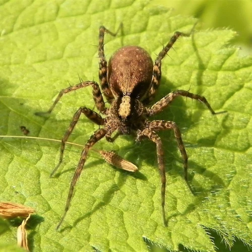 How Are Wolf Spiders Adapting To Climate Change?