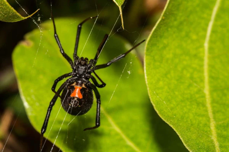 How Black Widow Spiders Catch Prey