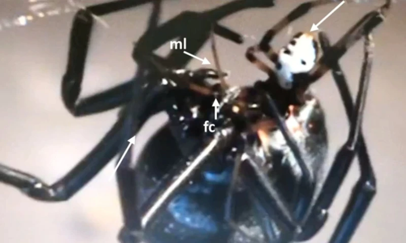 How Black Widow Spiders Eat