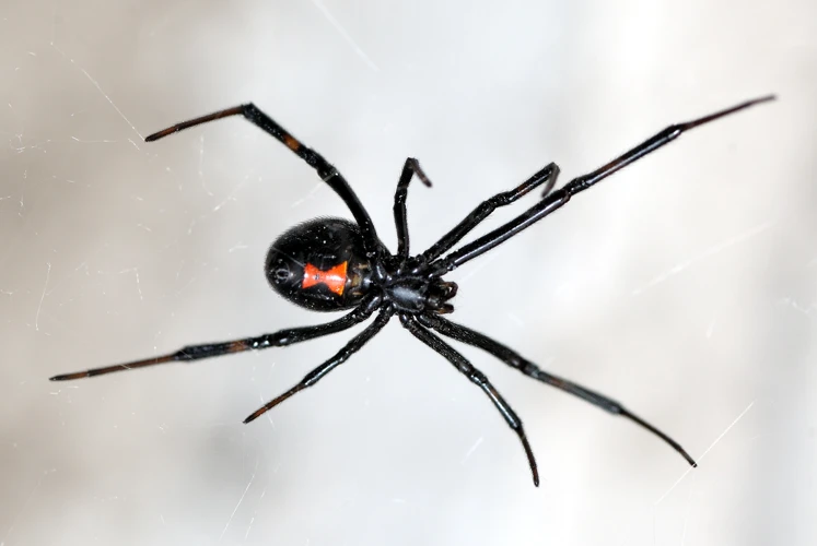 How Black Widow Spiders Enter Your Home