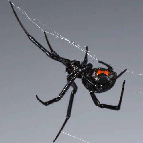 How Black Widow Spiders Hunt For Food