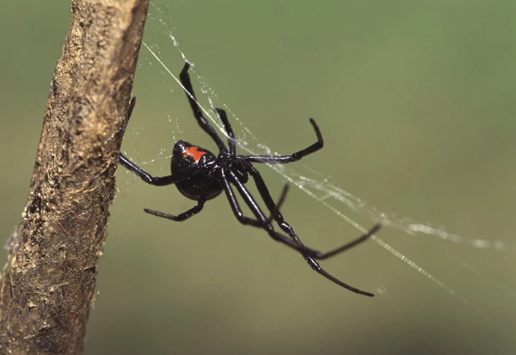 How Black Widow Spiders Maintain Their Exoskeletons