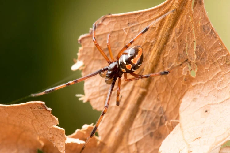 How Climate Change Affects Black Widow Spiders