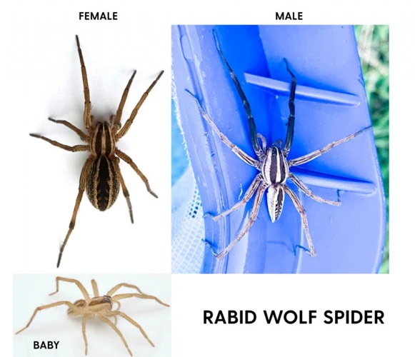 How Coloration Helps Wolf Spiders Survive