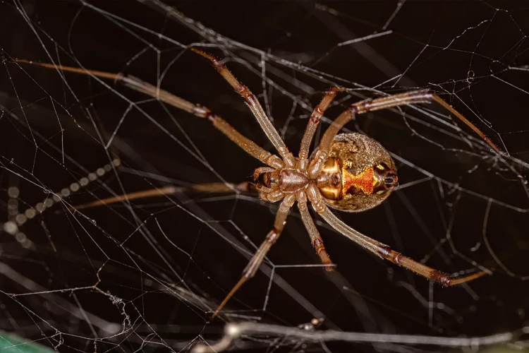 How Do Black Widow Spiderlings Disperse?