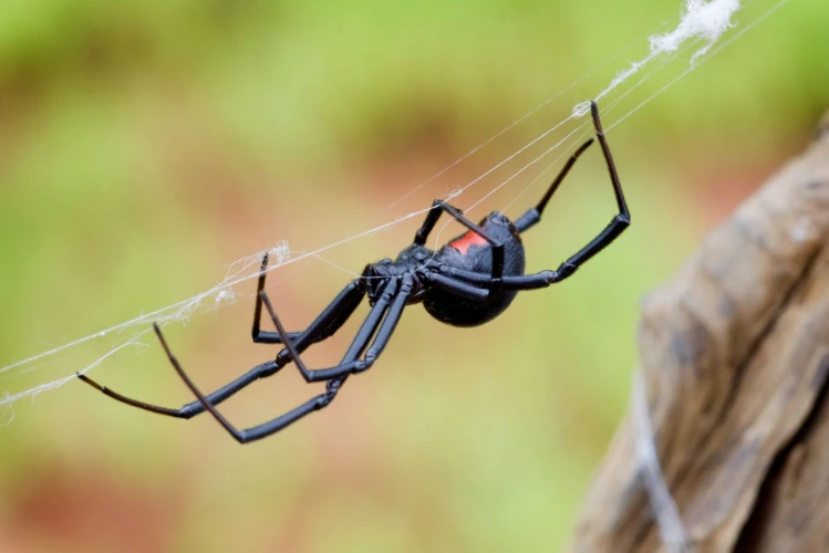 How Do Black Widow Spiders Hunt And Eat?