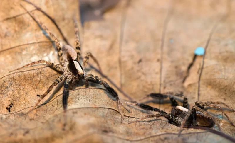 How Do Male Wolf Spiders Find A Mate?