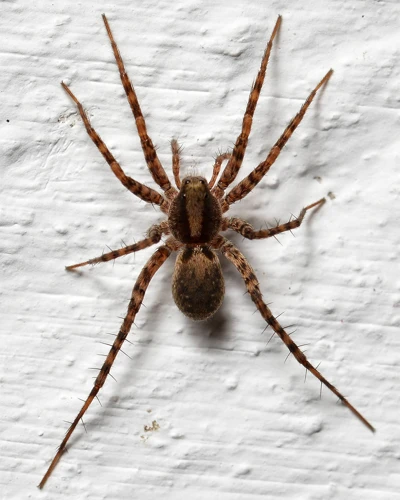 How Do Wolf Spiders Use Pheromones?