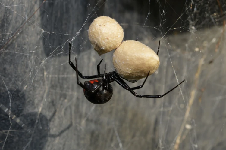 How Does Black Widow Venom Affect The Nervous System?