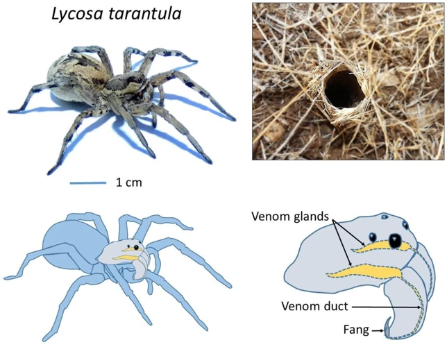 How Fangs And Venom Help Wolf Spiders Hunt And Defend Themselves