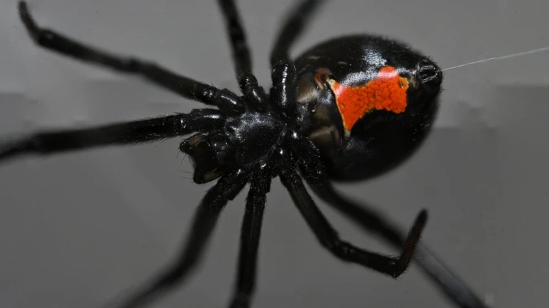 How Genetics Affects Black Widow Spider Territoriality?