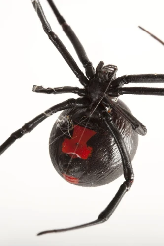 How Molting Affects The Growth And Behavior Of Black Widow Spiders
