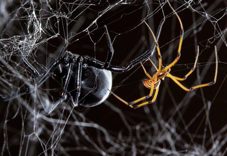 How Pheromones Help Black Widow Spiders Attract Mates