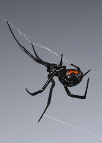 How The Black Widow Spider Uses Its Venom