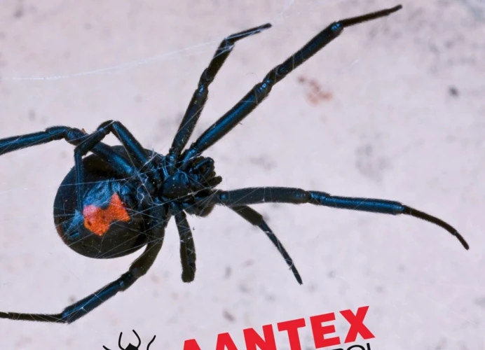 How To Prevent Black Widow Spider Infestations In Dirty Gutters