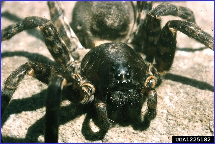 How To Safely Use Insecticides And Pesticides Around Wolf Spiders