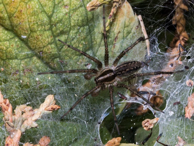 How Venom Affects Wolf Spiders' Hunting Preferences