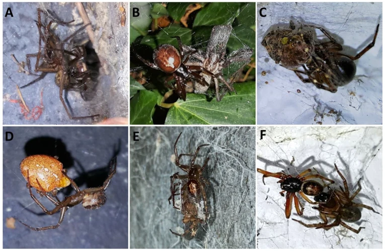 How Web Formation Influences Black Widow Survival