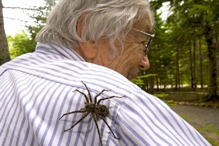 How Wolf Spider Size Affects Hunting Techniques