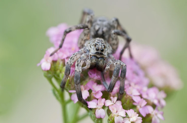 How Wolf Spider Venom Composition Is Determined In The Wild