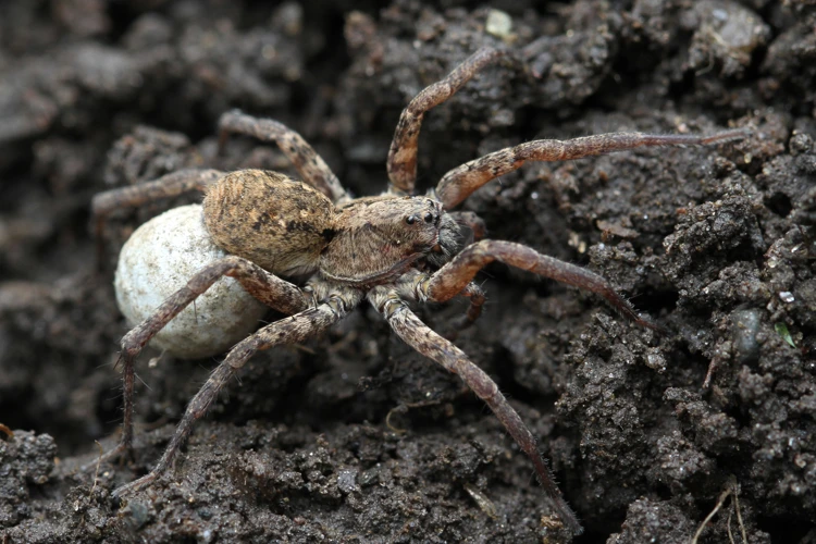 How Wolf Spiders Capture Prey