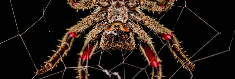 How Wolf Spiders Use Silk In Hunting