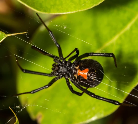 Human Activities Affecting Black Widow Spider Maturation