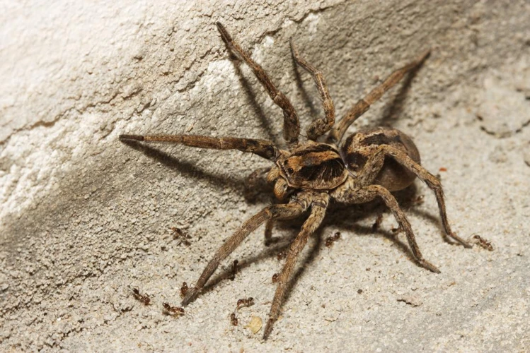 Human Activity That Affects Wolf Spider Habitats