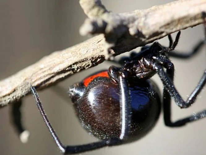 Identification Of Black Widows In Temperature-Controlled Settings